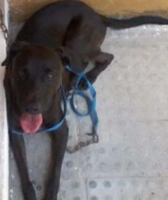 Cachorro ra a vila lata idade 4 anos nome Scoob