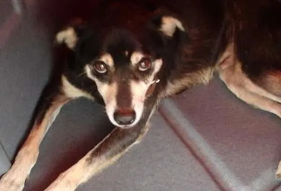 Cachorro ra a mix pincher idade 1 ano nome Tony