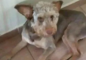 Cachorro raça poodle mix idade  nome SNOOP