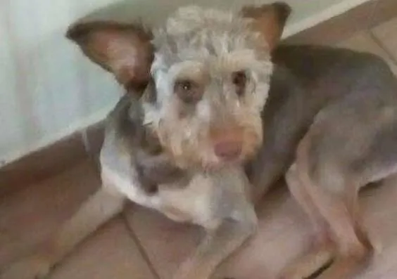 Cachorro ra a poodle mix idade  nome SNOOP