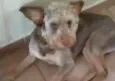 SNOOP