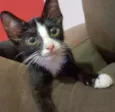 Adoção de um lindo