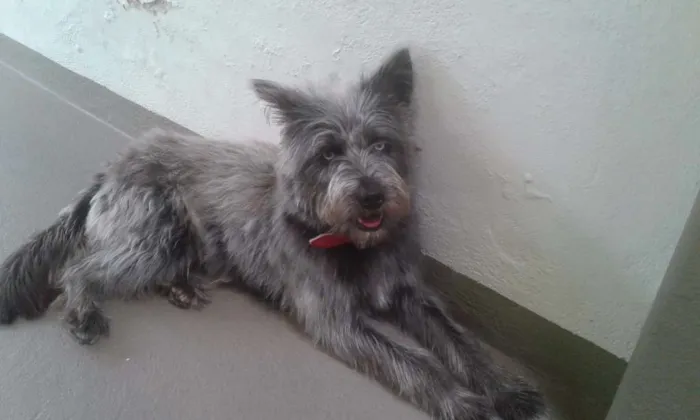 Cachorro ra a Husky\Poodle idade 1 ano nome Emma