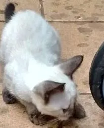 Gato raça  idade 2 a 6 meses nome Gatos