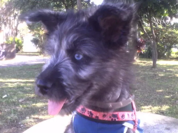 Cachorro ra a Husky\Poodle idade 1 ano nome Emma