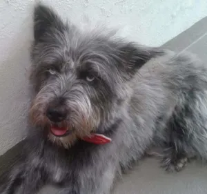 Cachorro raça Husky\Poodle idade 1 ano nome Emma