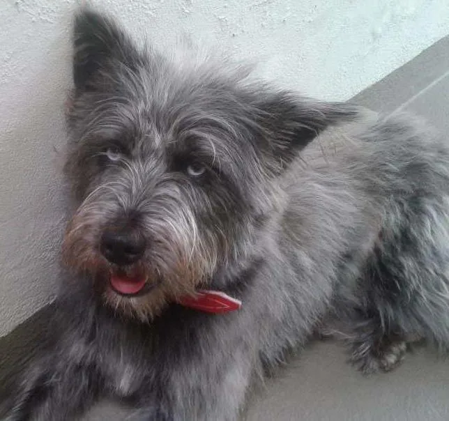 Cachorro ra a Husky\Poodle idade 1 ano nome Emma