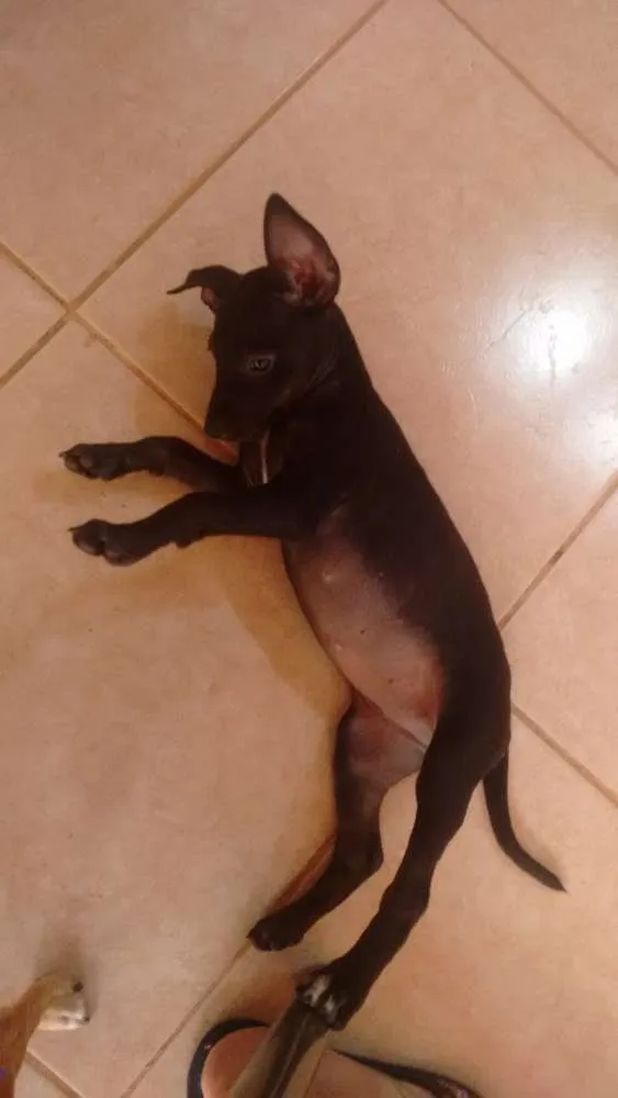 Cachorro ra a SRD idade 2 a 6 meses nome Não tem