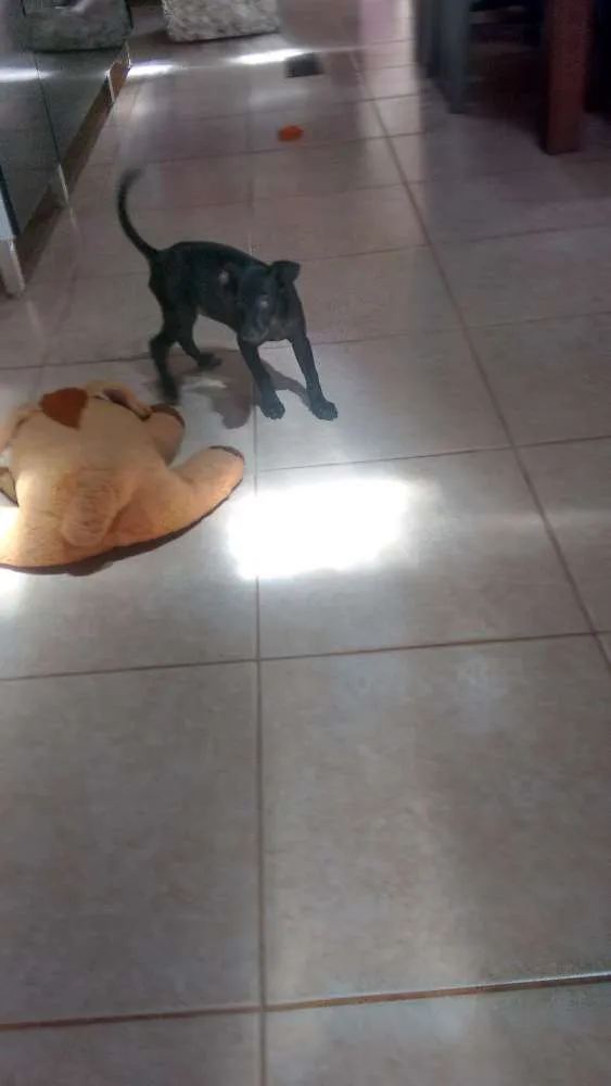 Cachorro ra a SRD idade 2 a 6 meses nome Não tem