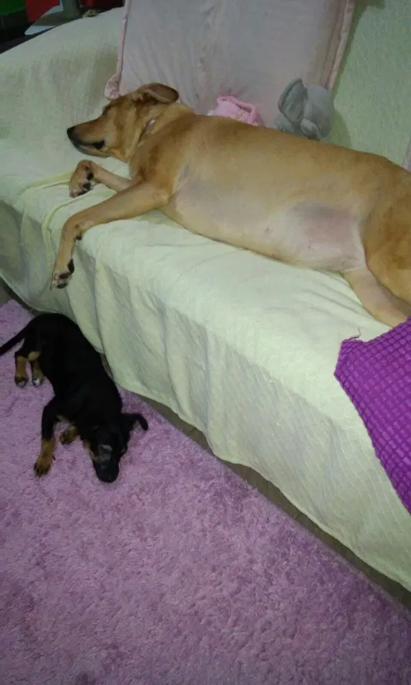 Cachorro ra a Srd  idade 7 a 11 meses nome Nega 