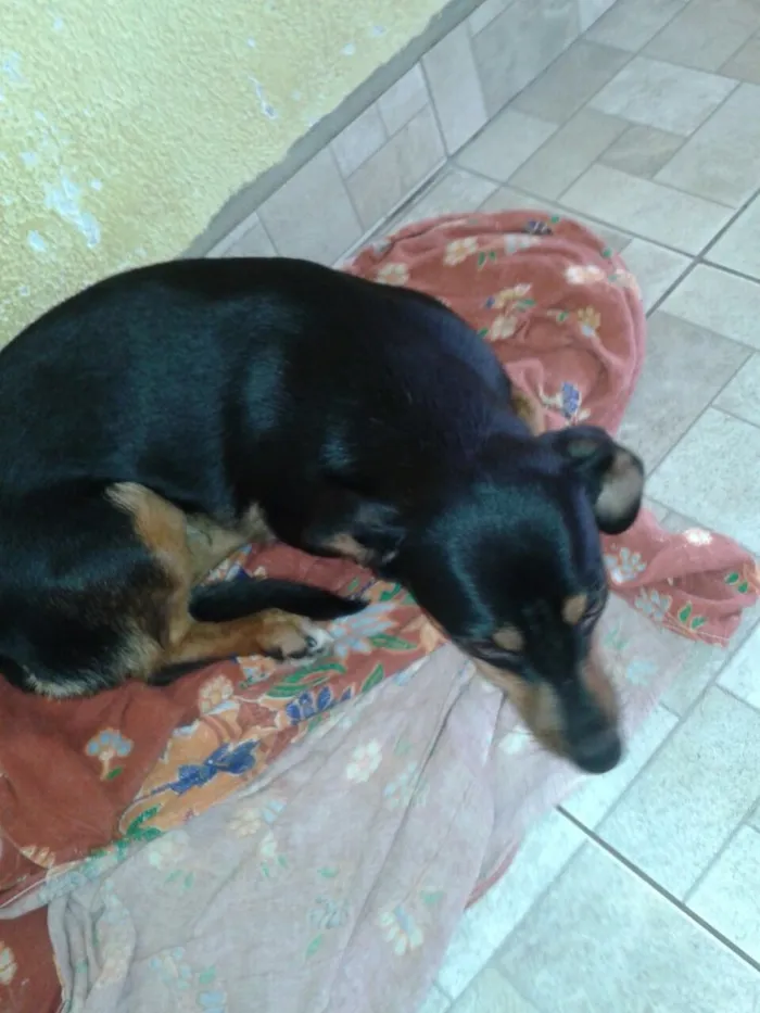 Cachorro ra a Srd  idade 7 a 11 meses nome Nega 