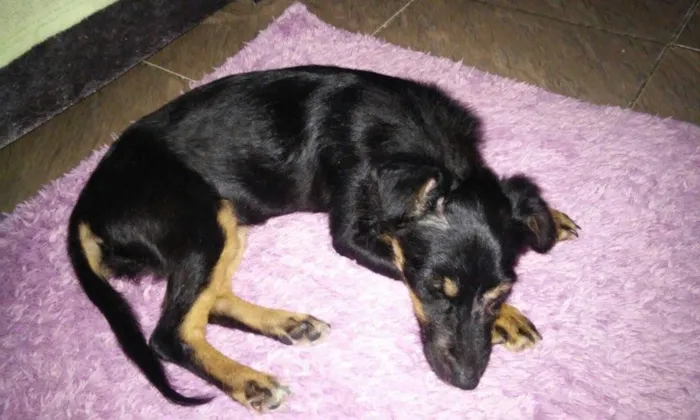 Cachorro ra a Srd  idade 7 a 11 meses nome Nega 