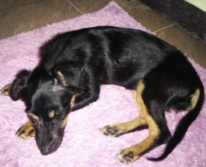 Cachorro ra a Srd  idade 7 a 11 meses nome Nega 