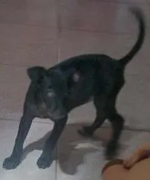 Cachorro ra a SRD idade 2 a 6 meses nome Não tem