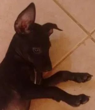 Cachorro ra a SRD idade 2 a 6 meses nome Não tem