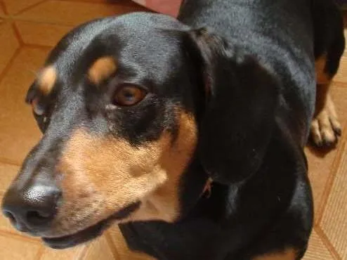 Cachorro ra a Cocker idade 6 ou mais anos nome Scubidu