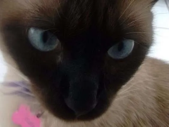 Gato ra a Siamês idade 4 anos nome Edite GRATIFICA