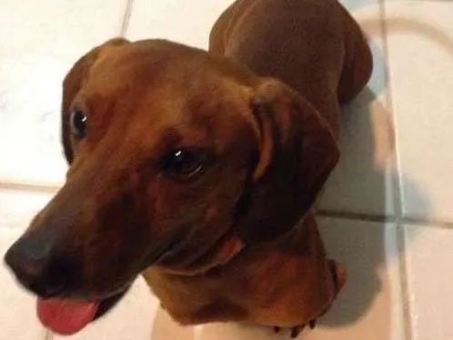 Cachorro ra a Basset-Cofap idade 6 ou mais anos nome DODY GRATIFICA