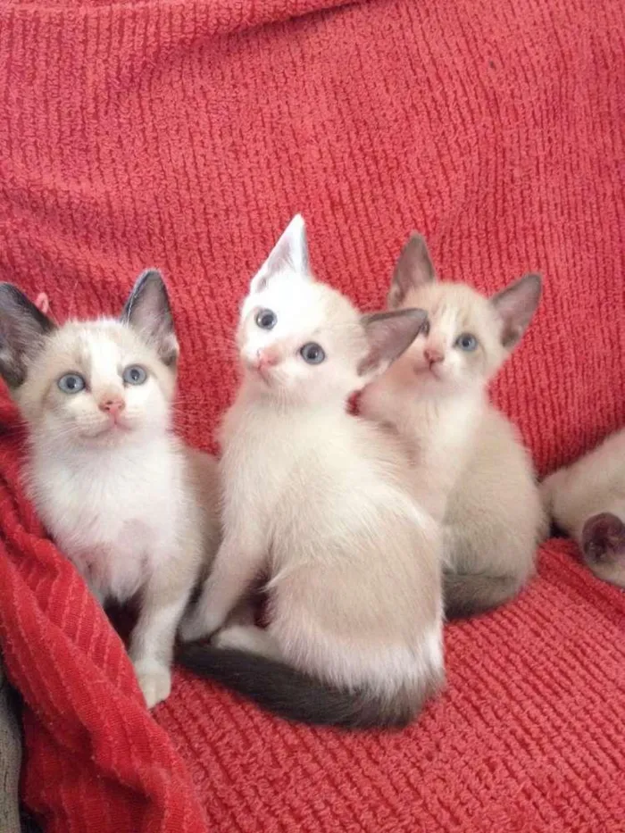 Gato ra a Siamês idade  nome 3 femas e 1 macho