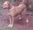 Menina