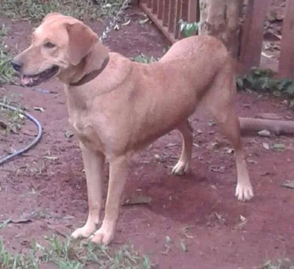 Cachorro ra a Labrador idade 2 anos nome Menina