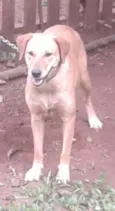 Menina