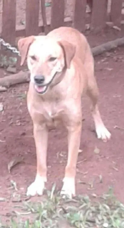 Cachorro ra a Labrador idade 2 anos nome Menina
