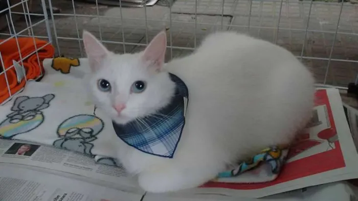 Gato ra a SRD idade 7 a 11 meses nome Pietra