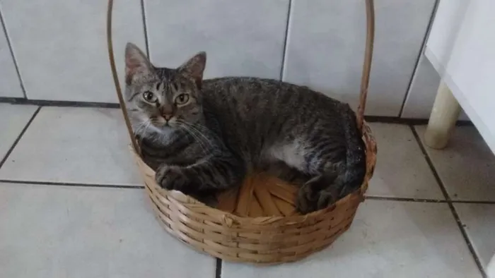 Gato ra a SRD idade 7 a 11 meses nome Dindinha