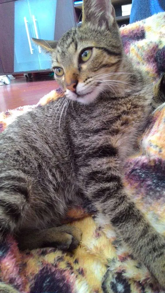 Gato ra a Vira lata idade 2 a 6 meses nome Tigrão