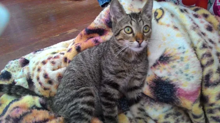 Gato ra a Vira lata idade 2 a 6 meses nome Tigrão