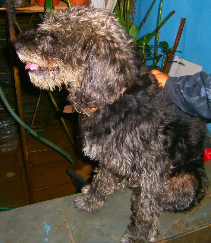 Cachorro ra a Poodle idade  nome scooby
