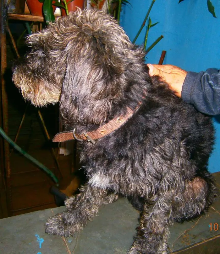 Cachorro ra a Poodle idade  nome scooby