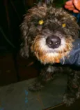 scooby