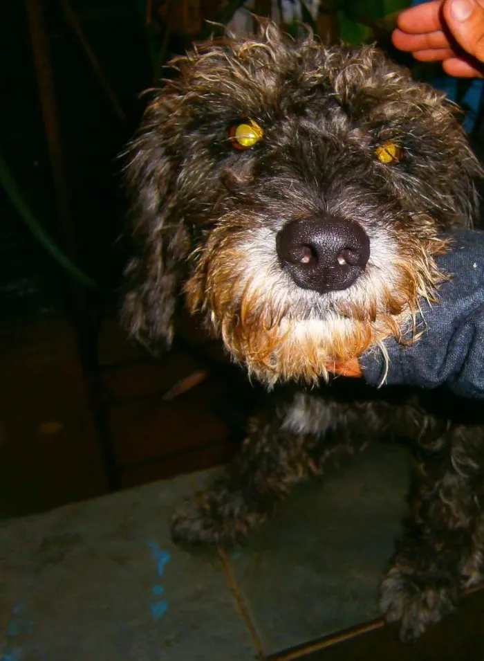 Cachorro ra a Poodle idade  nome scooby