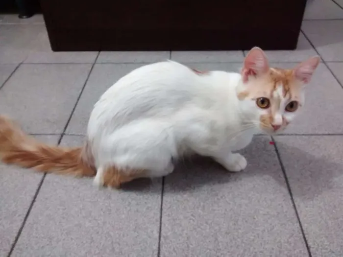Gato raça desconhecida idade 7 a 11 meses nome Lino