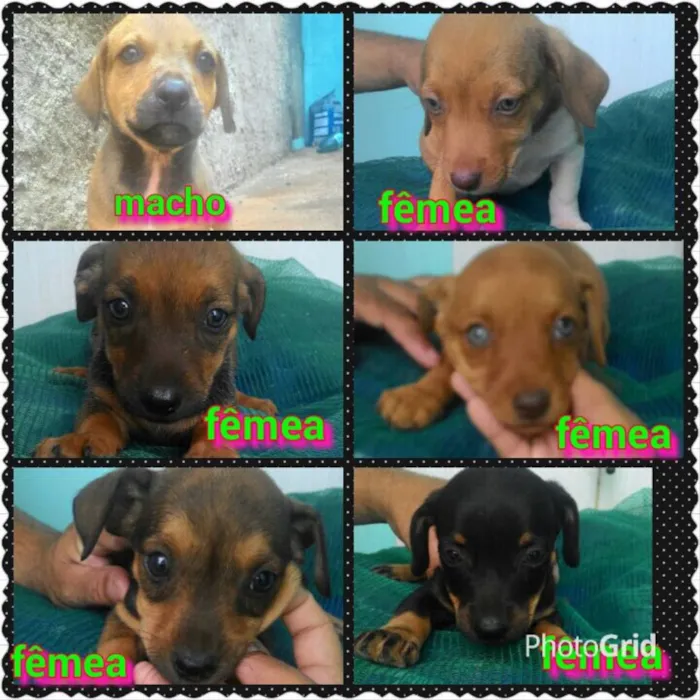 Cachorro raça Srd idade Abaixo de 2 meses nome Sem nome 