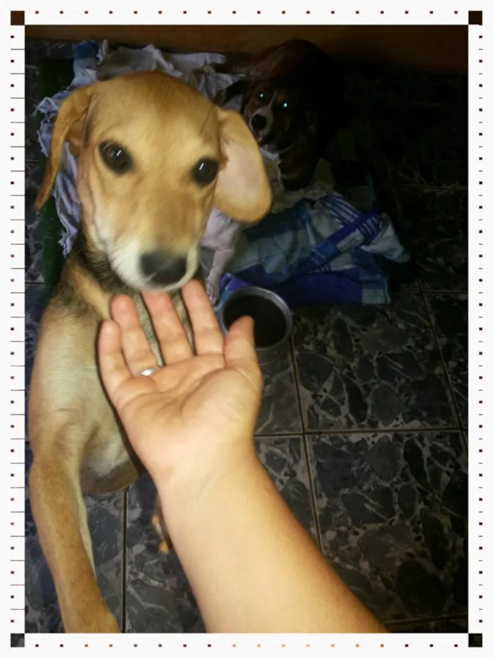 Cachorro raça Srd idade 3 anos nome Bela 
