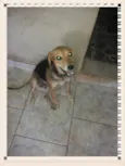 Bela 