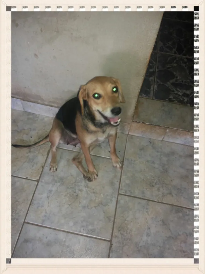 Cachorro raça Srd idade 3 anos nome Bela 