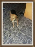 Bela 