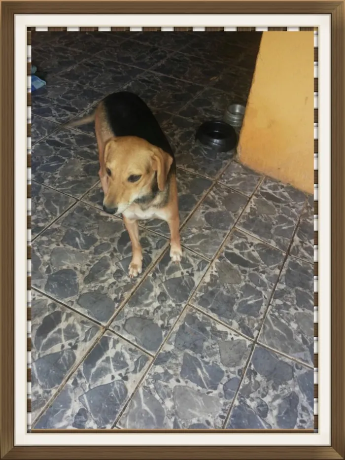 Cachorro raça Srd idade 3 anos nome Bela 