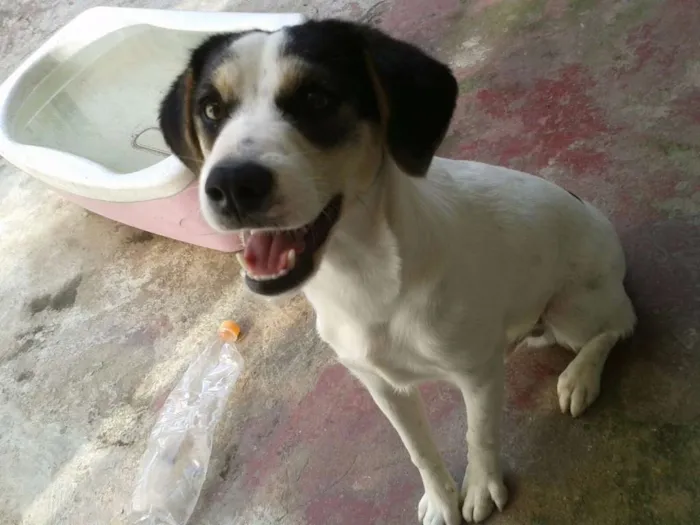 Cachorro ra a SRD idade 7 a 11 meses nome Max