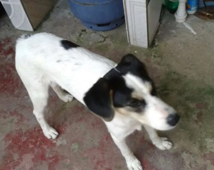 Cachorro ra a SRD idade 7 a 11 meses nome Max