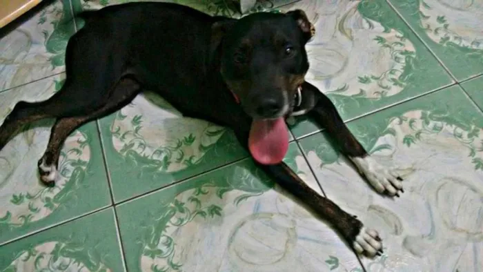 Cachorro ra a Pit-Bull idade 2 anos nome Valentina