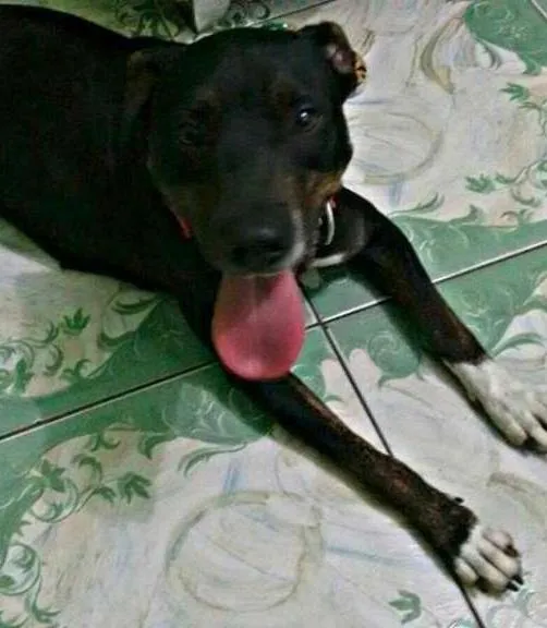 Cachorro ra a Pit-Bull idade 2 anos nome Valentina