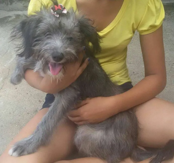 Cachorro ra a SRD idade 7 a 11 meses nome Myla