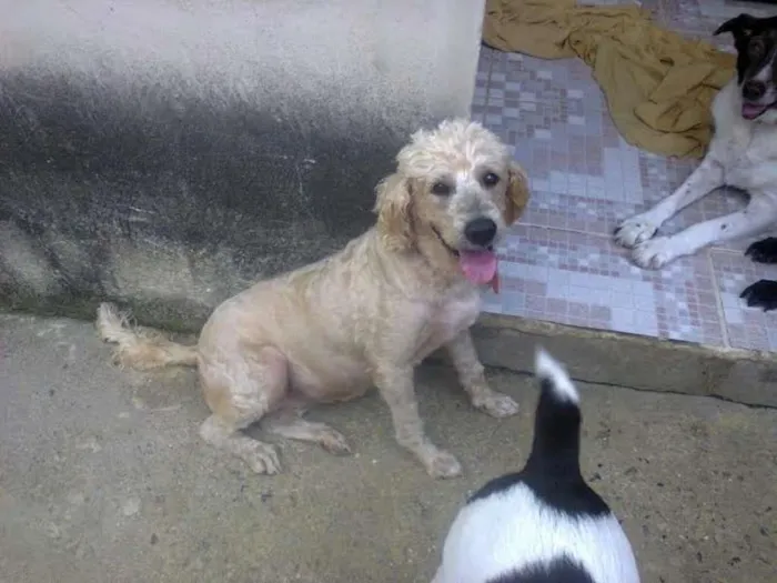 Cachorro ra a mestiça poodle idade 2 anos nome Angel