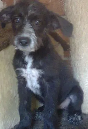 Cachorro raça SRD idade 2 a 6 meses nome Bia