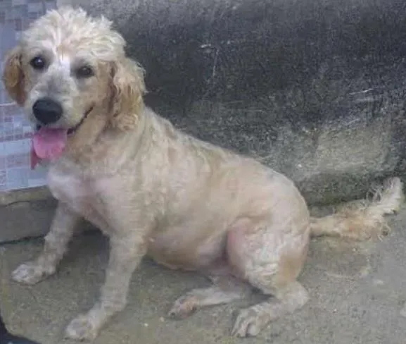 Cachorro ra a mestiça poodle idade 2 anos nome Angel